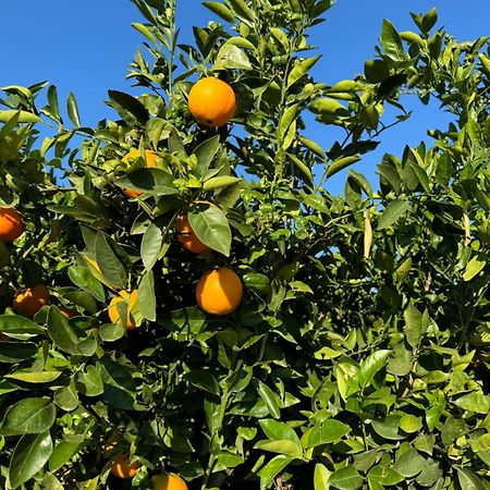 Turís Finca Malata المظهر الخارجي الصورة