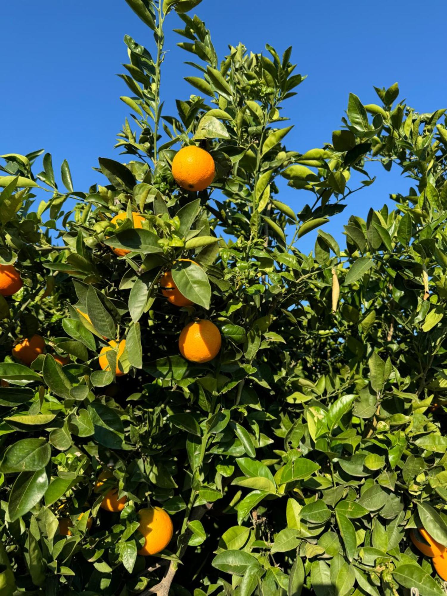 Turís Finca Malata المظهر الخارجي الصورة