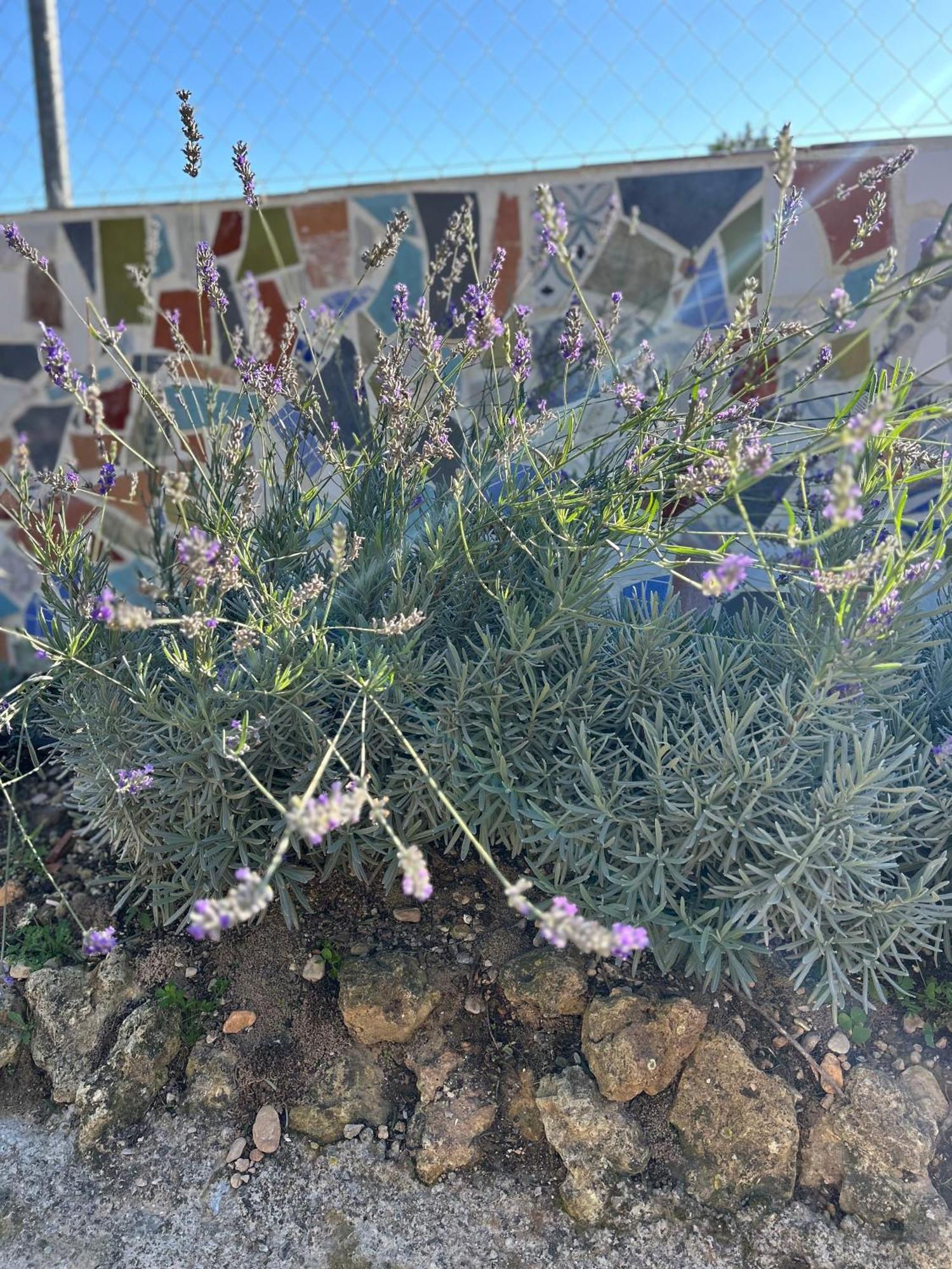 Turís Finca Malata المظهر الخارجي الصورة